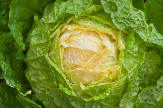 Closeup of a fresh lettuce