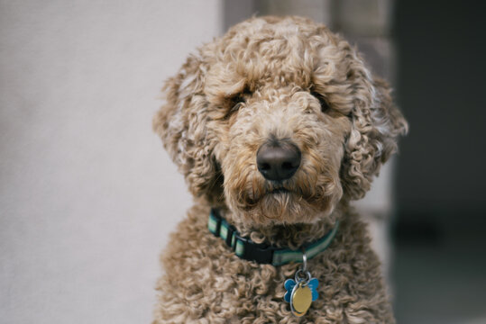 labradoodle stare down
