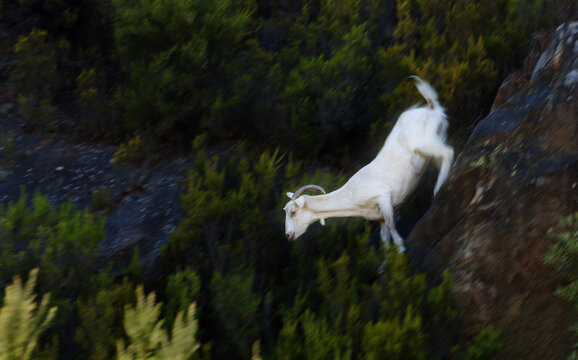 chamois in natural habitat