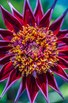 Dahlia macro