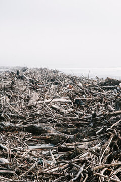 Washed up trees on a beach, Westport, West Coast, New Zealand.