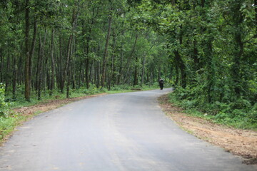 Obraz premium A beautiful road in the middle of the forest.