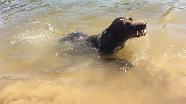 hunting dog swims in the water. lifestyle pet dog swimming in the river
