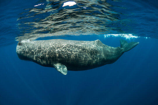 Sperm Whale Profile