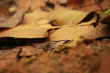 Dried leaves in autumn.