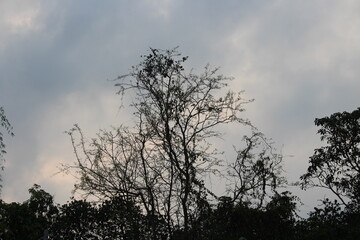 The strange magic of clouds and trees.