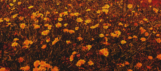 Prado de flores amarillas. 