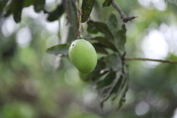 Green mangoes on a branch.