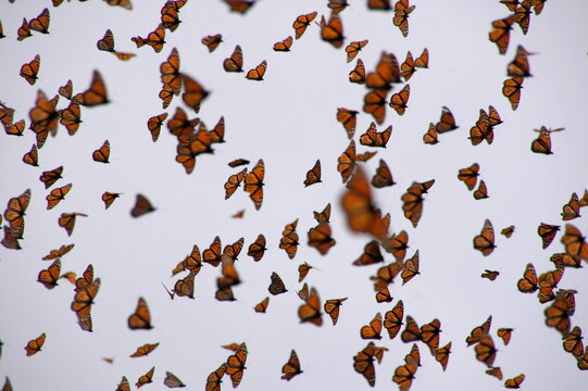 Migrating monarch butterflies swarm