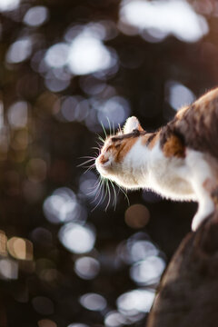 Cat on a tree in sunset light seen from below with focus on whisker