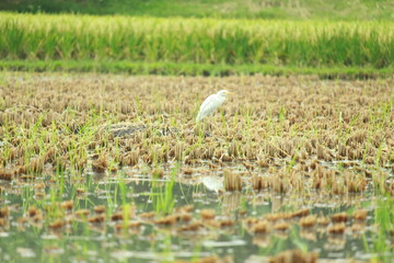 A white heron is looking for food in a paddy field.