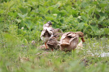 The ducks are sitting on the grass.