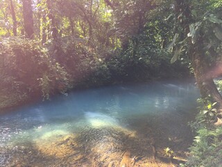 sun rays through the forest