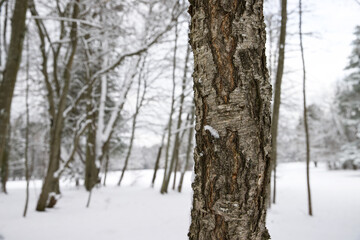 Trees in the park in winter scenery.