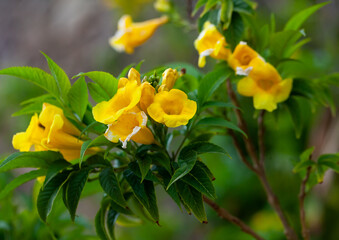 Closeup view of blooming yellow bunches of trumpet vine flowers