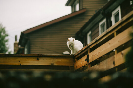 Hardcore neighborhood cat