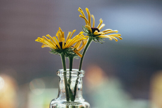 Three daisy flowers with tiny, thin petals in a small glass vase