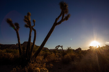 sunset in the desert