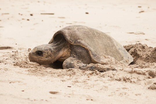 Sea Turtle digging hole for egg deposition on the pacific coast of Costa