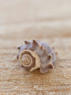 Closeup of shell