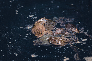 Large frogs in the water of a lake