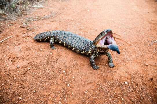 Blue tongue lizard on a dirt track, Australia. Latin name is Til