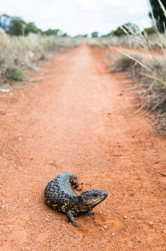 Blue tongue lizard on a dirt track, Australia. Latin name is Til