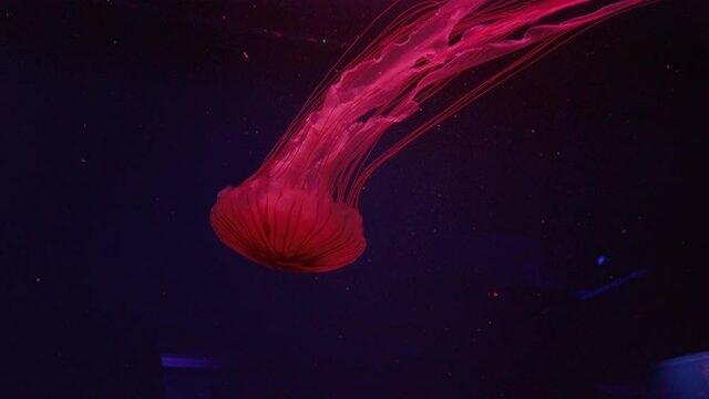 Fluorescent chrysaora jellyfish swimming in an aquarium pool with red light. A glowing purple jellyfish moving in the water.