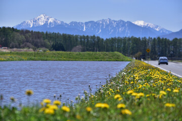 早春のタンポポ畑と残雪の南アルプス