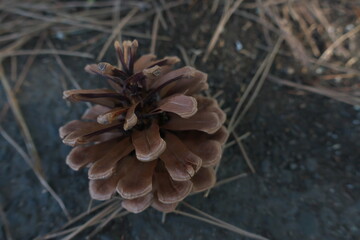 美しい松ぼっくり