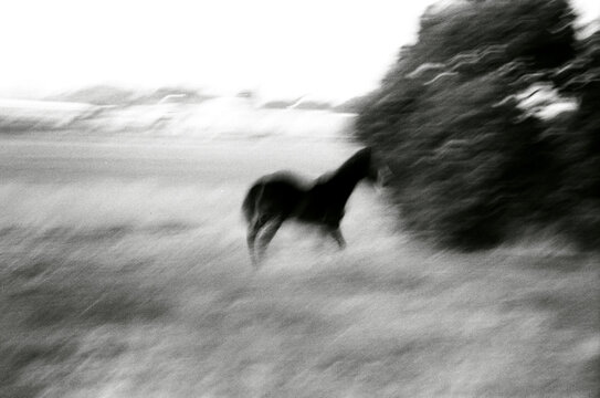 Blurry Horse Outdoors