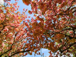 Springtime garden walkway with apple tree blooms over the head