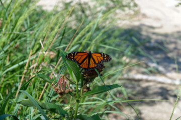 Butterfly on the Sandy Beach