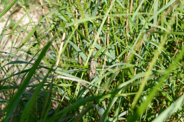 Butterfly on the Sandy Beach