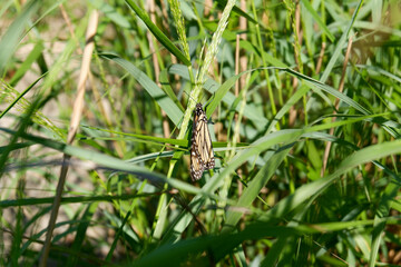 Butterfly on the Sandy Beach