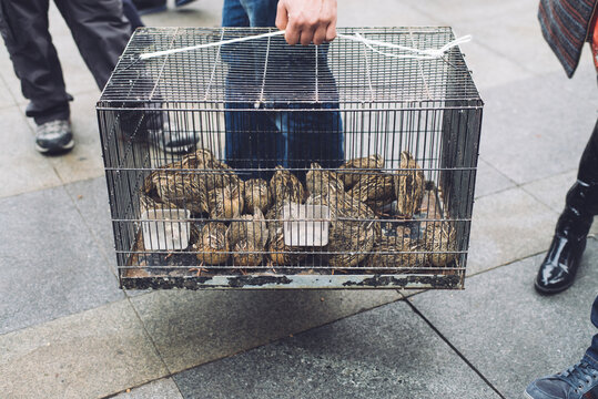 Close up of a man carrying a cage with quails on the street