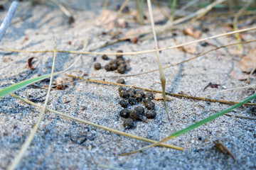 deer scat on sand