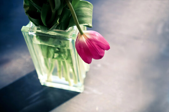 One droopy, yet lovely, tulip