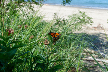 Butterfly on the Sandy Beach
