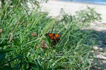 Butterfly on the Sandy Beach