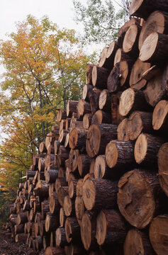 cut trees timber lumber stacked in a yard for processing