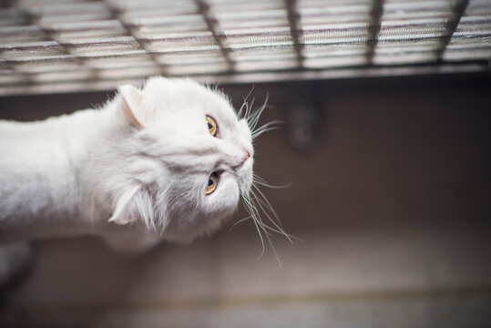 Cute white cat walking along grid window