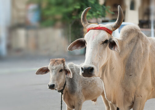 Cow and calf in the street . Jaipur, India