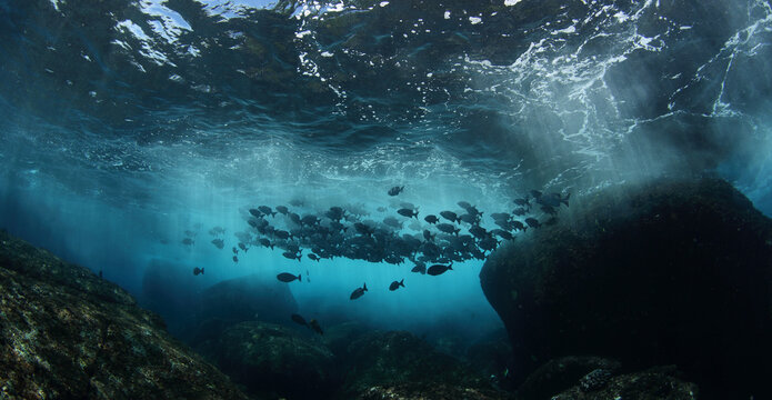 School of fish and breaking wave