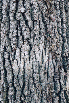 Close up of maple tree bark