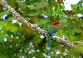Rufous or Broad Winged motmot (Baryphthengus martii) on a branch, Mindo cloud forest, Ecuador.