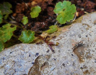 Ants and plants