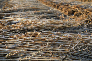 Frost on straw, North China