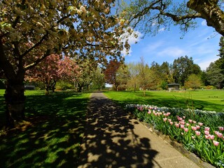 Garden walkway among lush springtime flowerbeds with apple tree blooms above