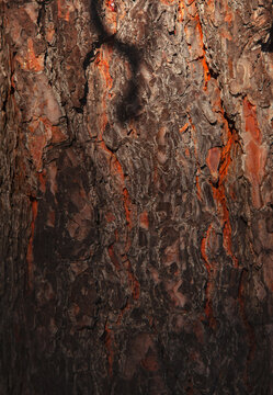 Pine Bark Texture